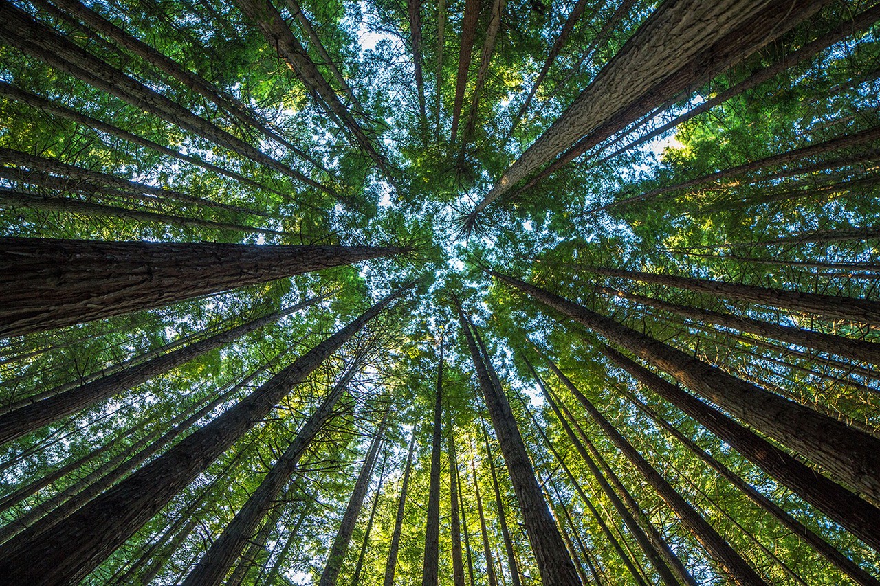 Nature trees