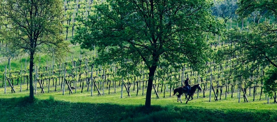 Une main dans un champ de blé dans le foncier rural